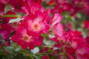 Beauty flowers in a garden