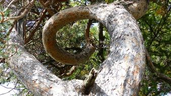 Tree Twist Trunk