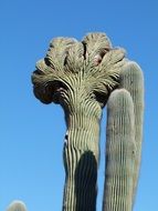 green cactus in the desert in Arizona