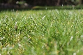 Grass Green Close Nature Meadow