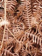 amazing Autumn Fern