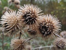 Dried thistle in winter