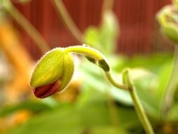 Orchid Flower bud Bright green