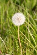 dandelion on a thin stalk in the green grass