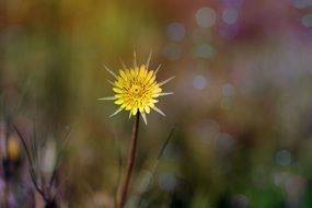 yellow dandelion in early summer