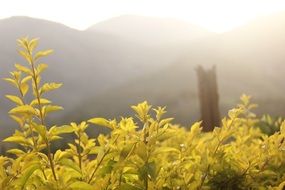 Natural Yellow leaves