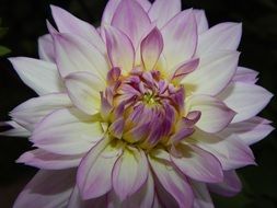 Closeup photo of purple white dahlia flower