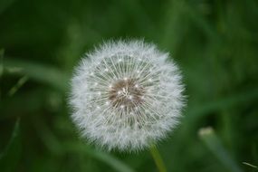 Closeup photo of Dandelion Plant