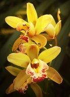 growth of orchid tropical flower