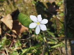 delicate spring flower on colorful plants background