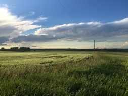 green fields on the farm