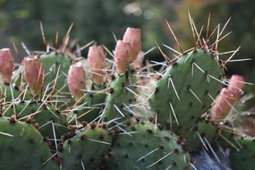pink cactus buds
