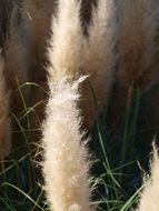 fluffy autumn grass closeup