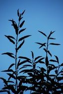 Branches Leaves Sunset