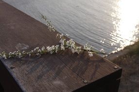 branch with white flowers by the river