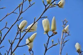 white buds on a tree branch in spring