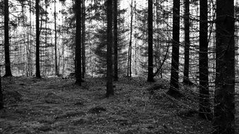 Black White Nature photo