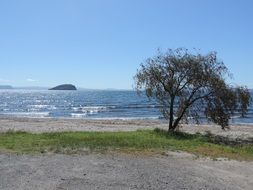 tree on the sunny coast of new zealand