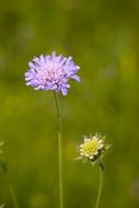 Close-up of the beautiful Scabiosa Columbaria or Deaf-Skabiose flowers among the grass