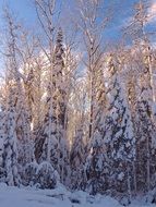 forest in the bold winter day