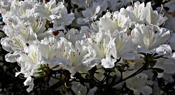 white blooming rhododendrum in spring