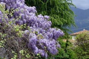 bush with light purple flowers