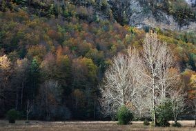 variety of trees of autumn forest in the mountains