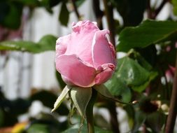Beautiful blooming pink rose