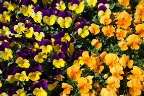 Purple, yellow and orange Pansies on flower bed