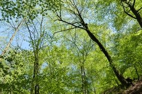 forest in the landgrave gorge on a sunny day