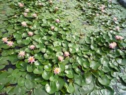 thickets of pink lotus on the water