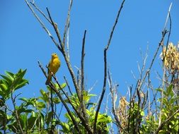 yellow bird on a tropical bush