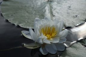 white lotus on a pond in sunny glare