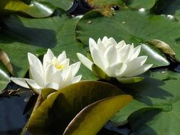 two white water lilies