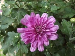 purple chrysanthemum on a bush close-up