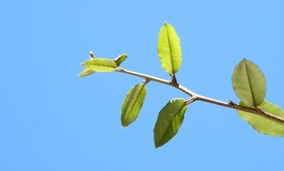 green leaves on a young branch