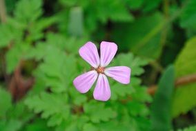 violent flower blossom nature spring