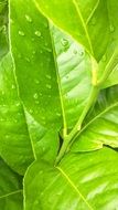 Macro photo of raindrops on green leaves