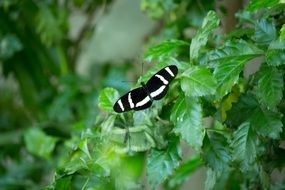 black-white butterfly on a green plant close-up