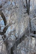 frozen tree like a winter landscape