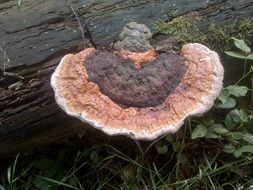 black mushroom tree fungus