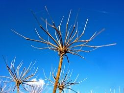 parts of dry plants at blue sky