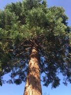 Tall Tree Redwood with green foliage