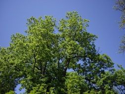 green tree in national park