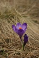 purple Flower plant in dead grass