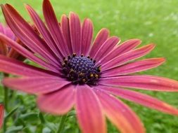 purple daisy on a green meadow close-up