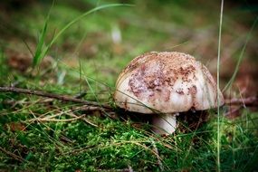 forest mushrooms on the path
