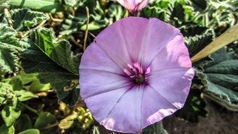 Beautiful purple blooming flower on Cyprus