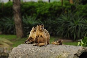 monkeys on a large stone in a tropical park