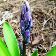 closed hyacinth buds